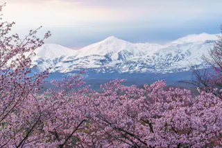 Miyama Pass Sakura Garden