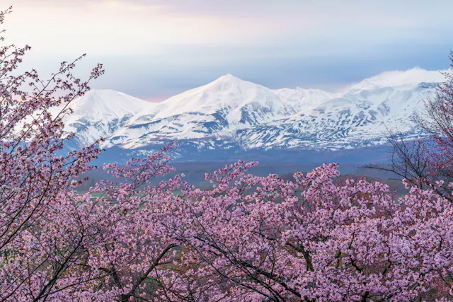 Miyama Pass Sakura Garden