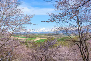 Miyama Pass Sakura Garden