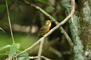 Okayama Prefectural Forest Park