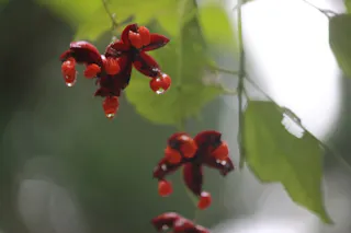 Okayama Prefectural Forest Park