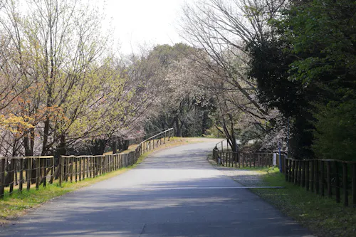 A paved path curves through a park lined with trees and wooden railings on both sides. Some trees have sparse leaves, suggesting early spring. Sunlight filters through, creating dappled shadows on the path.