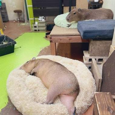 Capybara Land PUIPUI Capybara Land PUIPUI