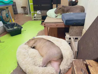 Two capybaras are resting indoors on soft, round beds—one lying down on a white fluffy bed in the foreground, and the other reclining on a green bed on a raised platform in the background.
