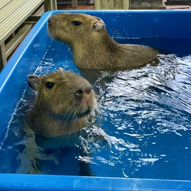 Capybara Land PUIPUI Capybara Land PUIPUI
