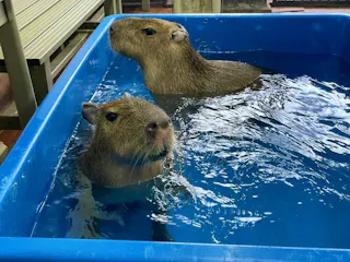 Two capybaras standing in a blue plastic tub filled with water, partially submerged and facing the camera, with part of the surrounding indoor environment visible.