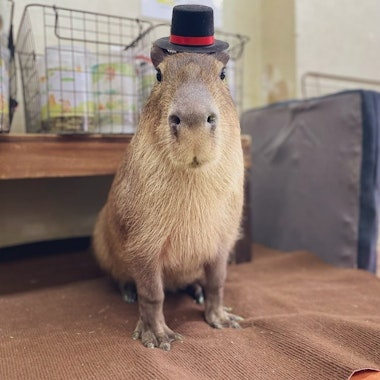 Capybara Land PUIPUI Capybara Land PUIPUI