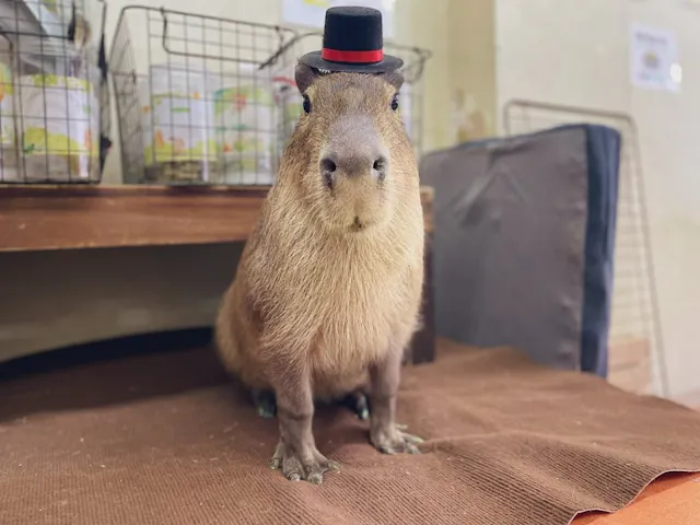 A capybara wearing a small black and red top hat sits on a brown blanket indoors, with wire baskets and cushions in the background.