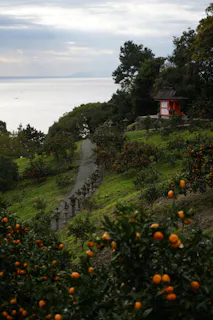 A stone path lined with small lanterns leads up a green hillside with orange trees to a small red and white shrine, overlooking a calm body of water under a cloudy sky.