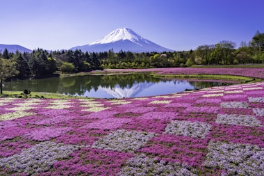 Fuji Shibazakura Festival