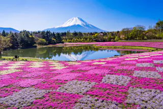 Colorful pink and white moss phlox flowers bloom in patterned fields near a reflective pond, with tall trees and snow-capped Mount Fuji in the background under a clear blue sky.