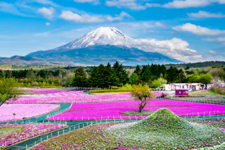 A vibrant field of pink moss phlox flowers blooms beneath a snow-capped Mount Fuji, with green trees and a few people walking along the path under a bright blue sky with scattered clouds.