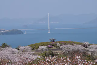 Scenic view of a cable-stayed bridge over blue water, with cherry blossom trees and a small gazebo in the foreground, and hazy mountains in the background.
