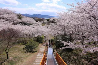A long slide surrounded by blooming cherry blossom trees leads down a gentle hillside, with people at the bottom and mountains visible in the distance under a partly cloudy sky.