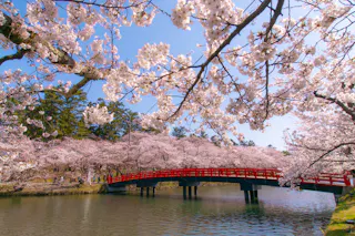 A red bridge crosses over a calm river surrounded by blooming cherry blossom trees with pink flowers under a clear blue sky.