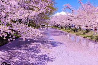 Pink cherry blossom trees line both sides of a calm river, with petals floating on the water’s surface. The sky is clear and blue, and a snow-capped mountain is visible in the background.