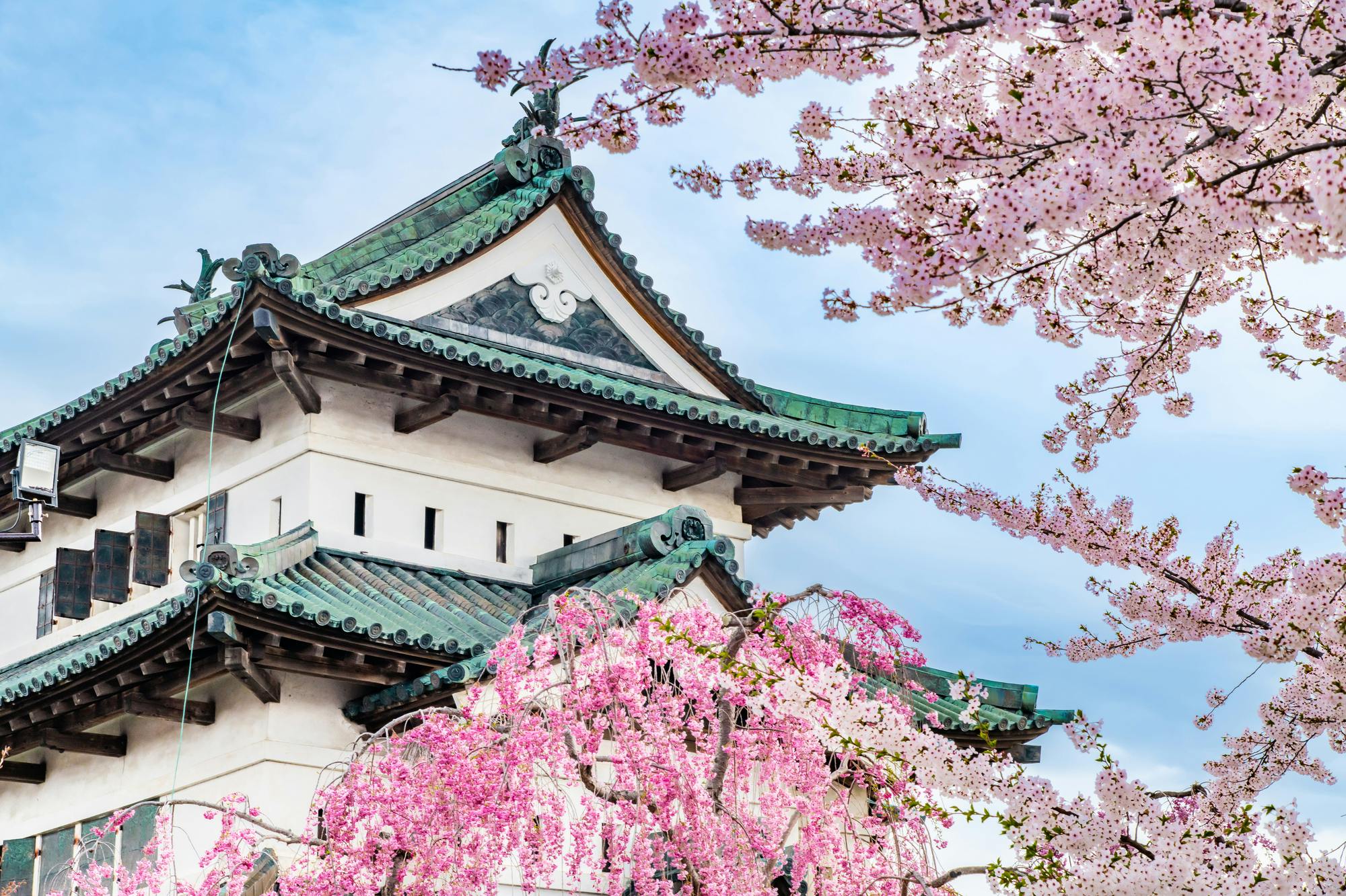 A traditional Japanese castle with green-tiled rooftops is surrounded by blooming pink cherry blossom trees under a clear blue sky.