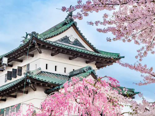 Hirosaki Park (Castle) A traditional Japanese castle with green-tiled rooftops is surrounded by blooming pink cherry blossom trees under a clear blue sky.