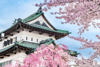 A traditional Japanese castle with green-tiled rooftops is surrounded by blooming pink cherry blossom trees under a clear blue sky.