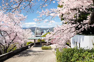 Cherry blossom trees in full bloom frame a paved walkway overlooking a city with mountains in the background under a bright blue sky. A white building and greenery are visible on the right side.
