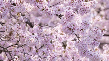 Hitome Senbonzakura