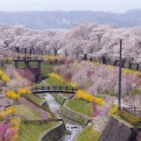 Hitome Senbonzakura Hitome Senbonzakura