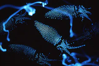 Hotaruika Museum (Firefly Squid Museum)