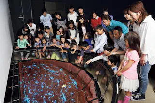 Hotaruika Museum (Firefly Squid Museum)