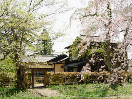 Kakunodate Bukeyashiki A traditional Japanese house is surrounded by lush greenery and blooming cherry blossom trees. A wooden gate stands at the entrance, and sunlight filters through the leaves, creating a serene and peaceful atmosphere.
