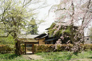 A traditional Japanese house is surrounded by lush greenery and blooming cherry blossom trees. A wooden gate stands at the entrance, and sunlight filters through the leaves, creating a serene and peaceful atmosphere.