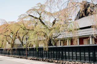 Traditional wooden house with a black fence and overhanging cherry blossom trees with light green and pink leaves on a sunny day. The scene is peaceful and the street is empty.