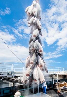 Kashi-no-Ichi Fish Market