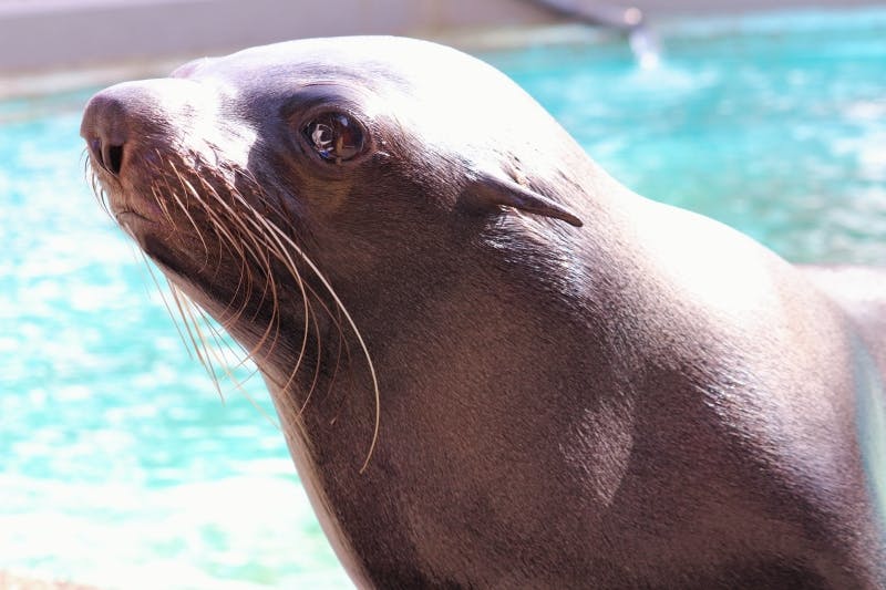 A close-up of a sea lion with wet, shiny fur and long whiskers, looking slightly upward. The background shows blue water, likely in a pool or aquarium setting.