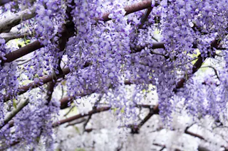 Cascading clusters of purple wisteria flowers hang from wooden trellises, creating a vibrant and lush floral canopy.