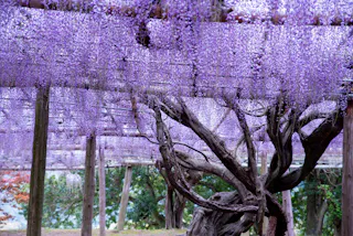 A large twisting wisteria tree with thick, gnarled branches supports a canopy of cascading purple flowers, creating a shaded, magical atmosphere in a garden setting.