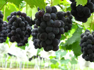 Clusters of ripe, dark purple grapes hang from green vines in a vineyard, surrounded by leaves with a blurred background.
