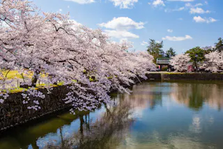 Cherry blossom trees with pink flowers line the edge of a calm water pond under a blue sky with scattered clouds. The trees and sky are reflected in the water, creating a peaceful spring scene.