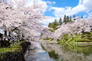 Cherry blossom trees in full bloom line both sides of a calm river, reflecting their pink and white flowers. The sky is blue with scattered clouds, and lush greenery surrounds the scene.