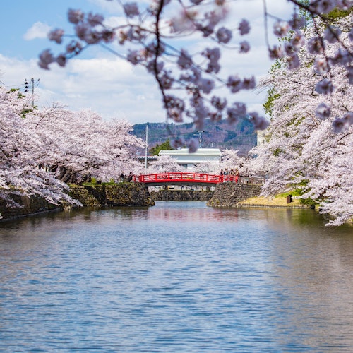 Matsugasaki Park A scenic river lined with blooming cherry blossom trees on both sides, with a red arched bridge crossing the water under a bright blue sky. People are visible on the bridge, enjoying the spring scenery.