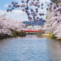 Matsugasaki Park A scenic river lined with blooming cherry blossom trees on both sides, with a red arched bridge crossing the water under a bright blue sky. People are visible on the bridge, enjoying the spring scenery.