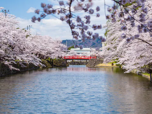 Matsugasaki Park A scenic river lined with blooming cherry blossom trees on both sides, with a red arched bridge crossing the water under a bright blue sky. People are visible on the bridge, enjoying the spring scenery.