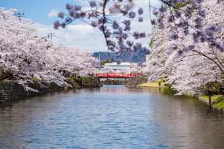 A scenic river lined with blooming cherry blossom trees on both sides, with a red arched bridge crossing the water under a bright blue sky. People are visible on the bridge, enjoying the spring scenery.