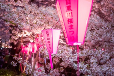 Meguro River Cherry Blossom Festival