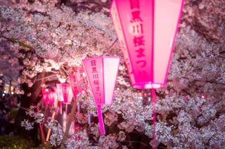 Pink paper lanterns with Japanese writing hang among blooming cherry blossom trees at night, illuminating the scene with a soft pink glow.