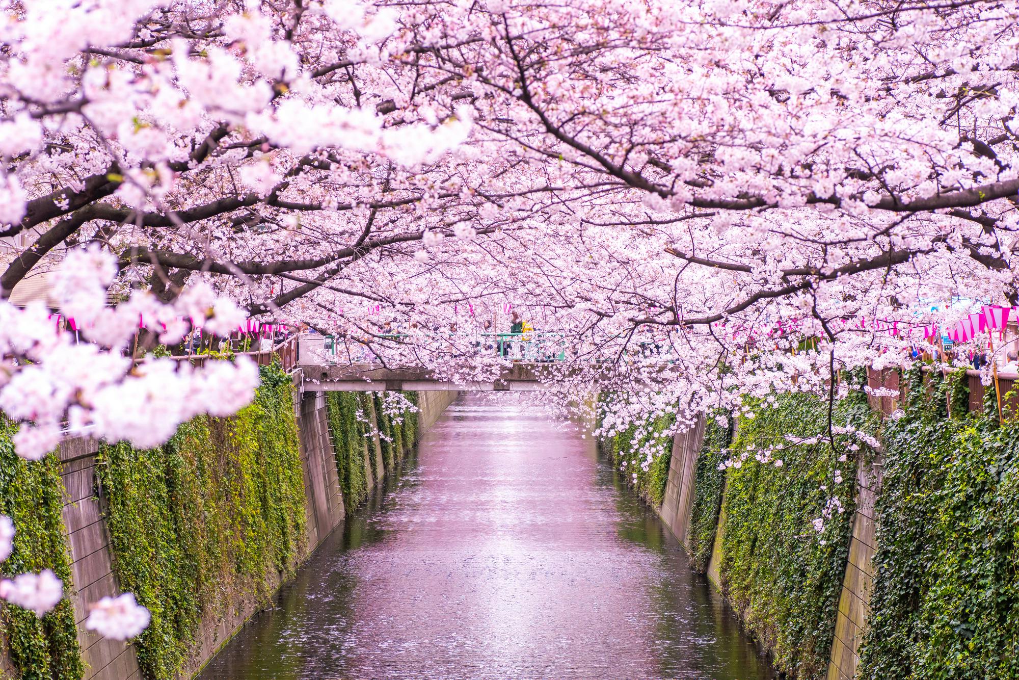 Meguro River Cherry Blossom Festival in Tokyo: Highlights... - Trip To ...