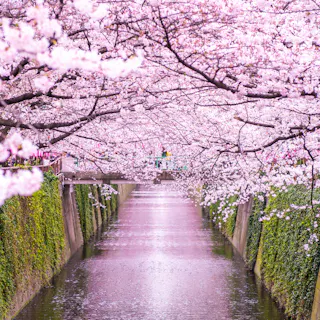 Meguro River Cherry Blossom Festival Meguro River Cherry Blossom Festival