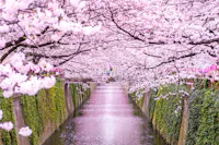 Meguro River Cherry Blossom Festival