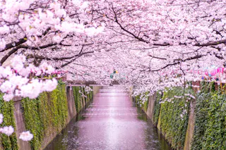 A river lined with stone walls is covered by branches of cherry blossom trees in full bloom, creating a pink canopy. Pink lanterns hang along the sides, and a small bridge crosses the water in the background.