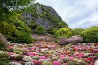 A scenic garden with rounded bushes of pink, red, and white flowers, set against lush green trees and a rocky, forested hillside under a cloudy sky.