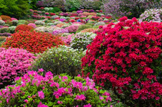 A vibrant garden filled with blooming azalea bushes in shades of pink, red, and white, covering rolling hills under lush green trees.